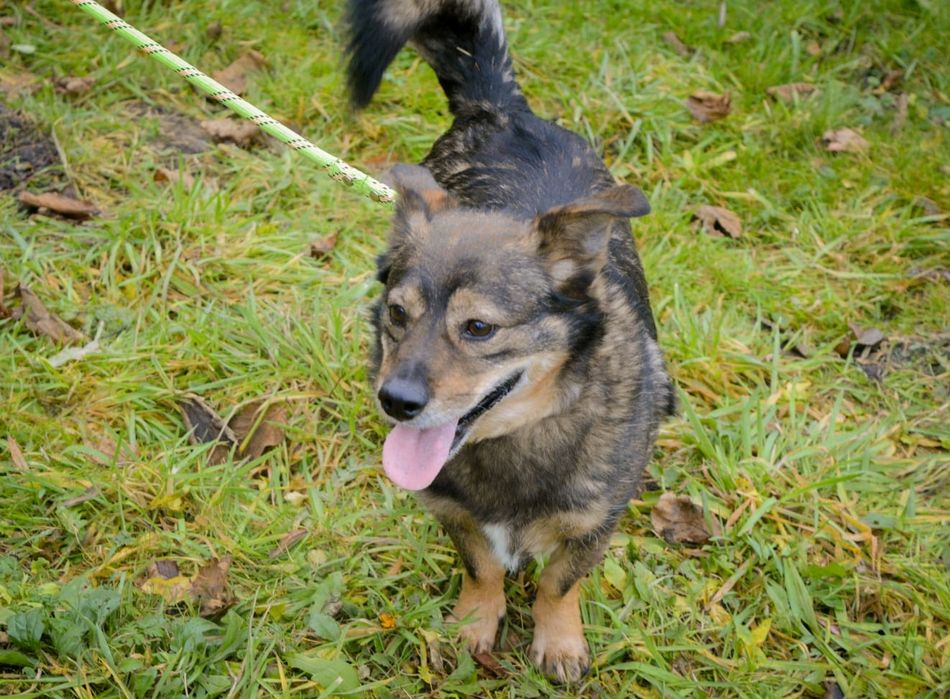Mały przytulaśny psiak szuka domu
