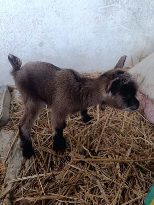 Vendo Cabra Anã - 1 mês vida