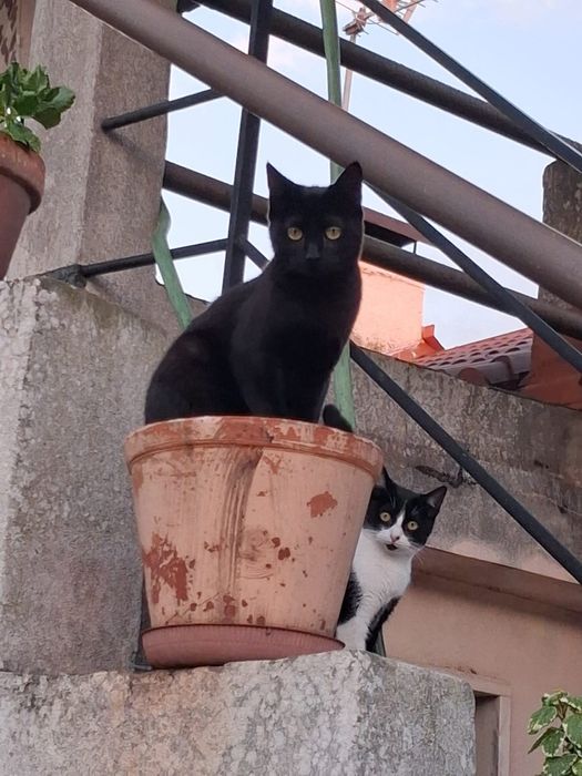 Gatos jovens para adoção responsável