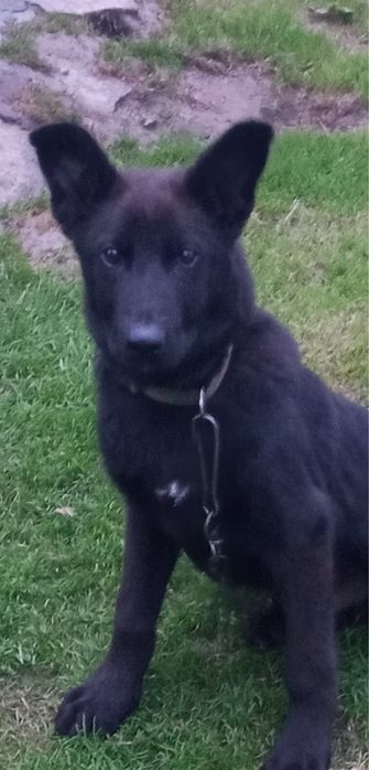 Віддам собаку безкоштовно