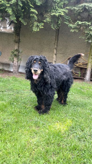 Czarek w typie Spaniela do adopcji