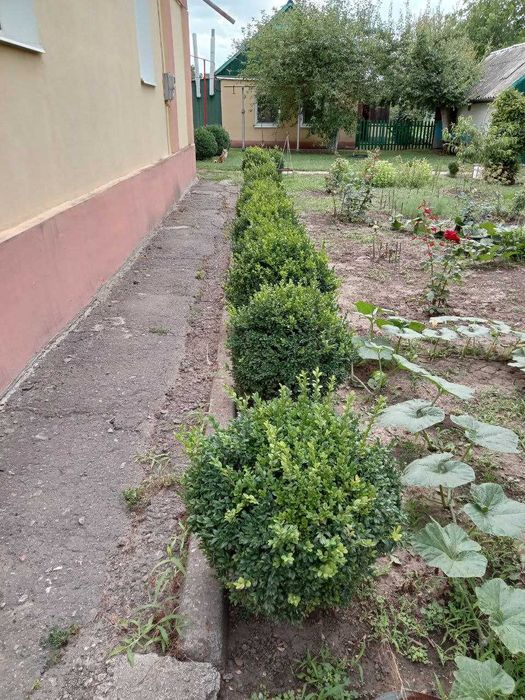 Самшит .Самшит, Самшит!