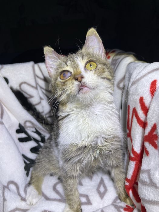 В добрі руки, кошенята, кішечка, котик, кіт