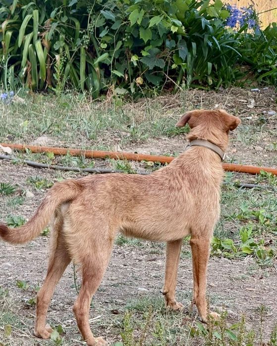 Cão com cerca de 1 ano para adoção responsável
