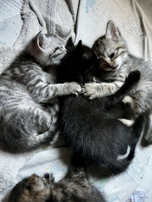 Кошенята безкоштовно