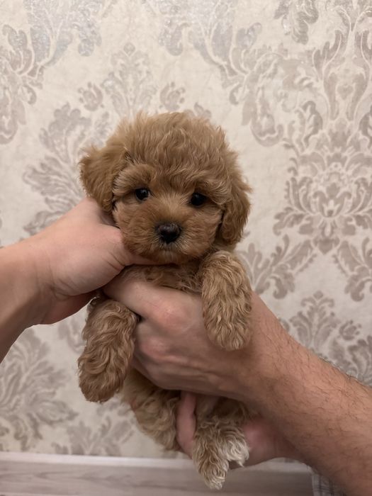 Крутая мини малышка мальтипу F1