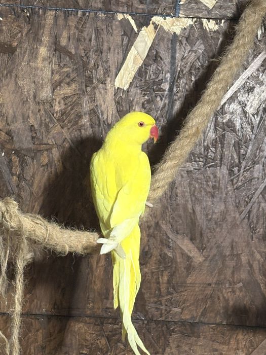 Aleksandretta obrożna