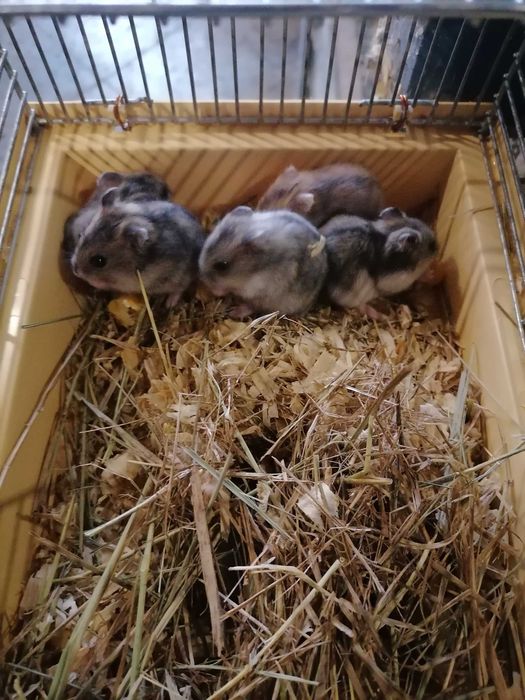 Хомячки, мышки, клетки, корма