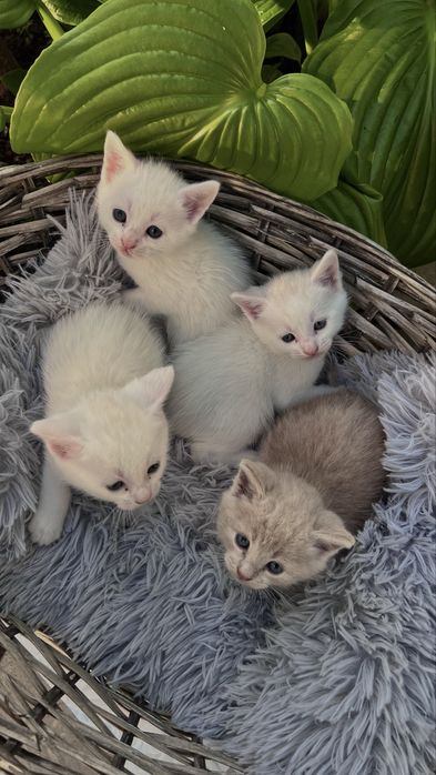 Котята ищут любящий дом