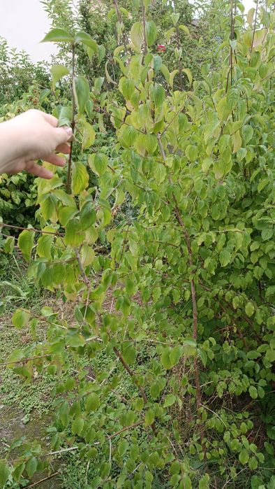 Кизил (дерен) саджанці сорт "Володимирський"