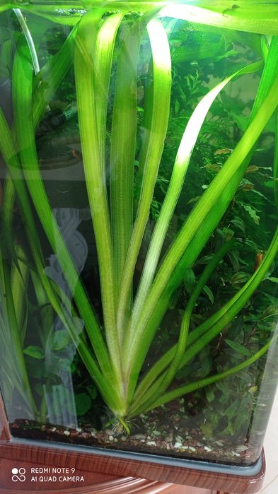 Акваріумні рослини