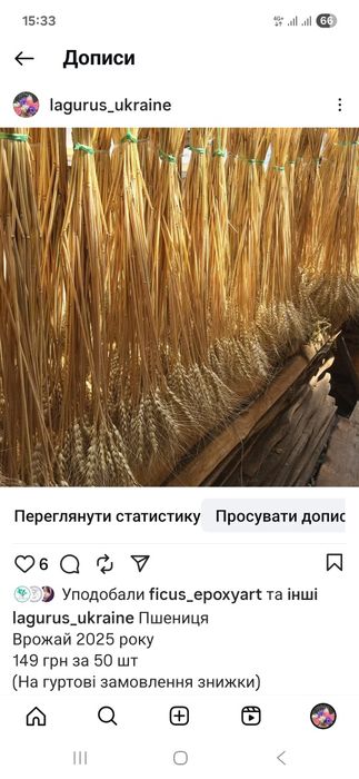 Очерет тростина пампас гіпсофіла сухоцвіти пампасна камыш війник