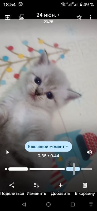 Шотландцы девочки и мальчики  ..мама  окраса  золотая шиншилла