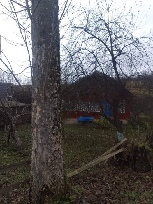 Клен (явір), кругляки, пиломатеріал