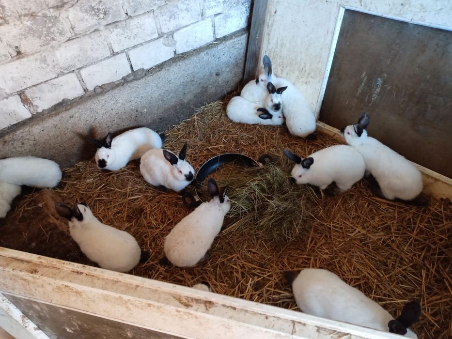 Króliki kalifornijskie i belgijskie