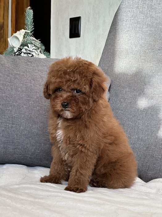 Той пудель Ред Браун мальчик