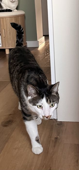 Koci bracia do adopcji