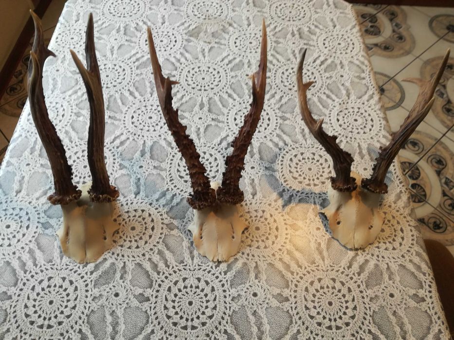 3 sztuki , ładnych kozłów