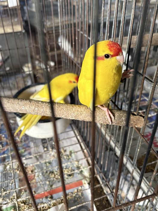 Kakarikis  amarelos (2 femeas)