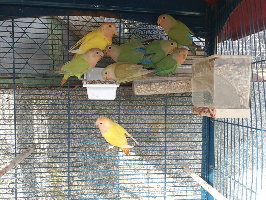 Agapornis vários tonalidades