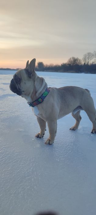 Вязка Французький бульдог