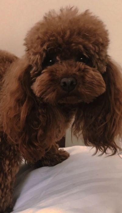 В'язка tea cup 22 см в холці ( док. КСУ)