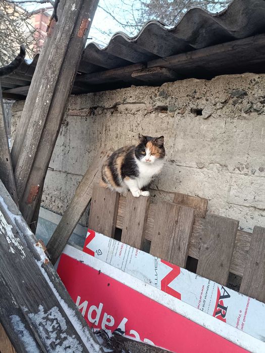 Отдам в заботливые руки ласковую кошечку Маркизу 8мес.