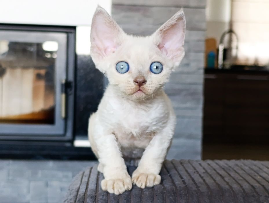 Kocurek Devon rex point rodowód FPL