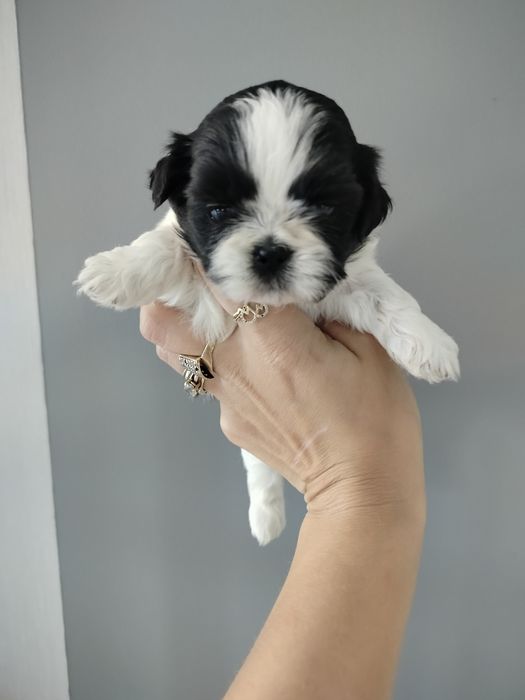 Suczka Shih Tzu gen czekolada