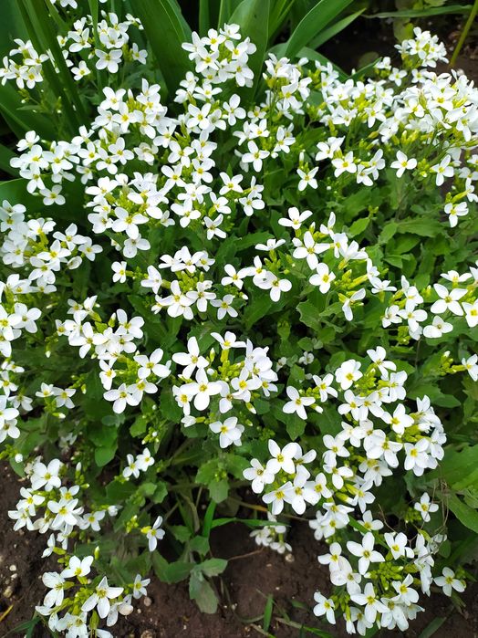 Продам садові грунтопокривні рослини