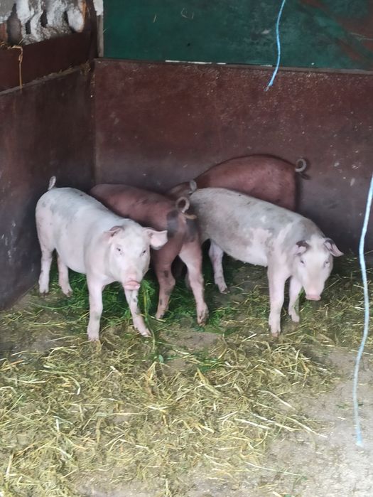 Продам свиней Ландраси