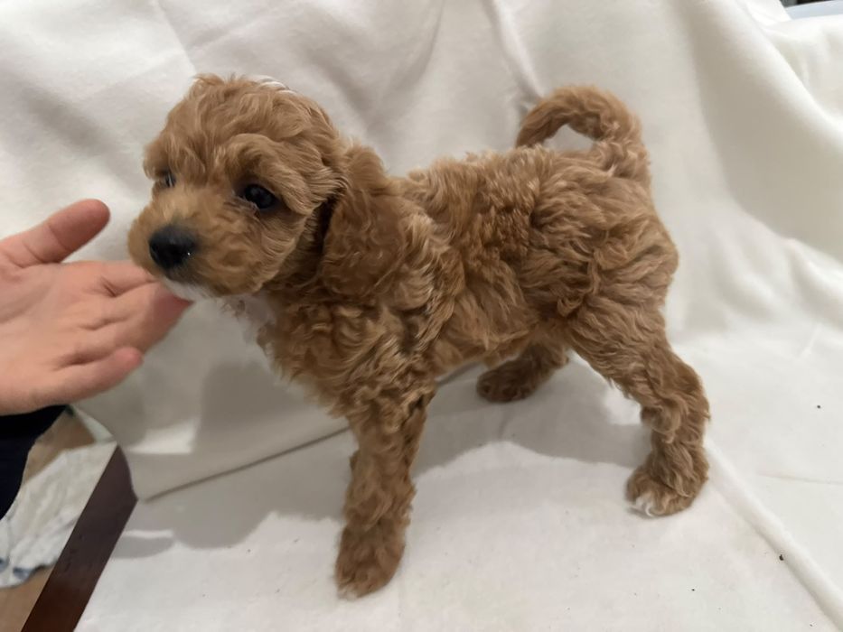 Caniche/ Poodle toy menino