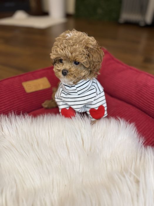 Шикарні vip мальтипу