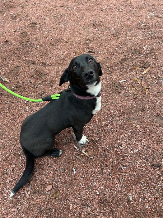 Собачка малої породи в добрі руки