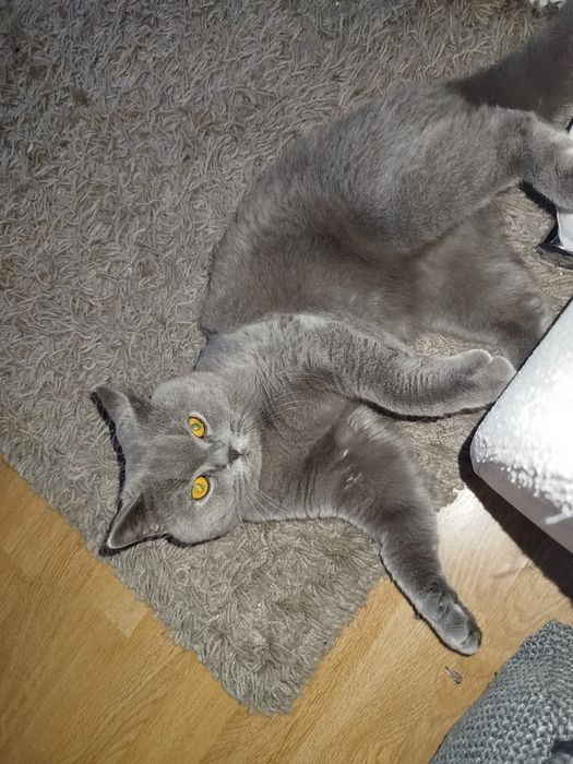 Daryl piękny kot brytyjski czeka na randke