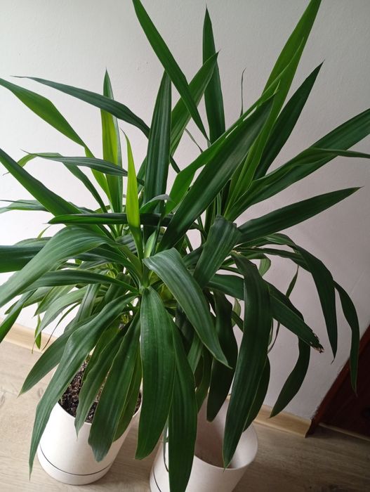 Palma, Yucca 100cm.