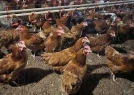 Kurczaki Kury Nioski z wolnego wybiegu ! Rossa Dominant Leghorn i inne