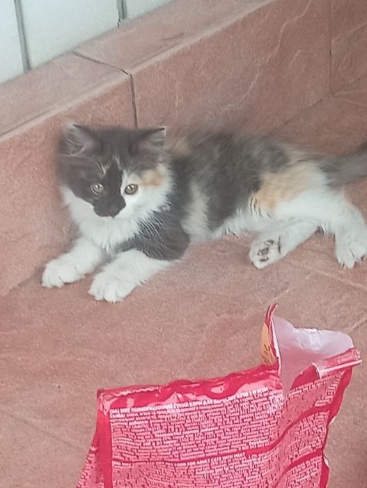 Отдам котят с доплатой