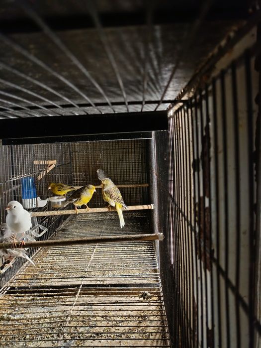 Frizados pareziense ,fife fancy