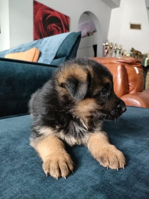 Owczarek niemiecki  szczeniak