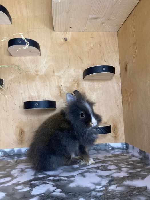 Lionhead, декоративні кролики, левоголовий кролик