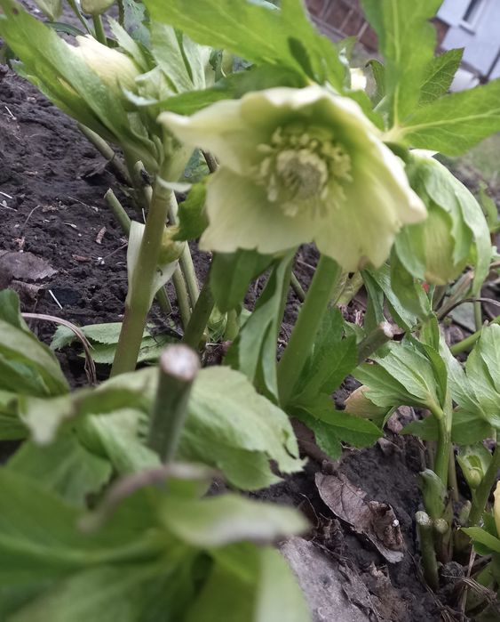 Морозник (Чимерник)