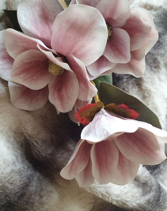 Kwiaty magnolii + gratis