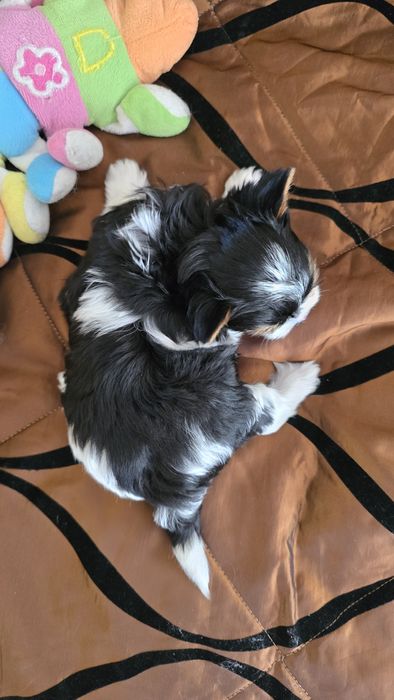 York biewer -mini  uroczy chłopczyk !