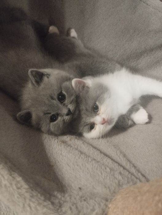 Kotka brytyjska krótkowłosa