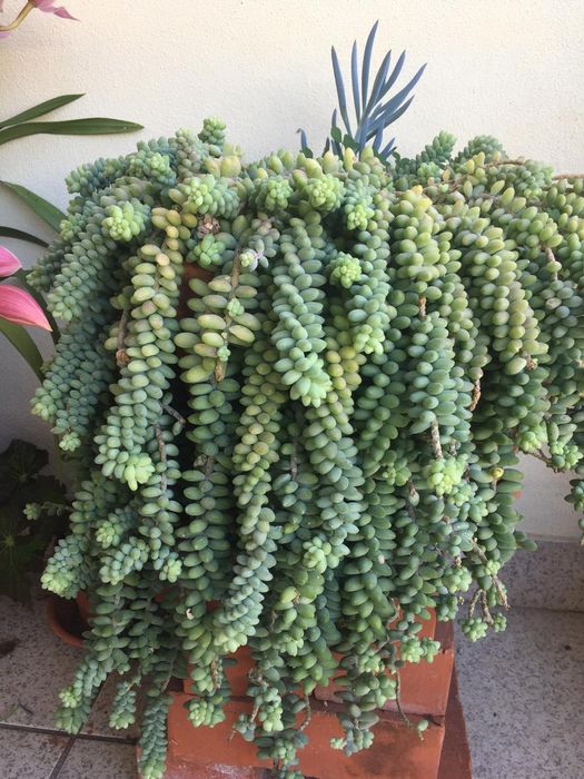 Cato  "Rabo de Burro "