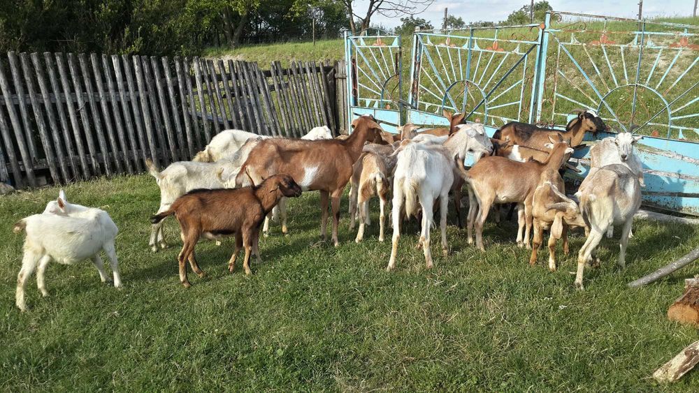 Продається стадо молодих кіз та козенят 6шт.+цап с.Ясенів