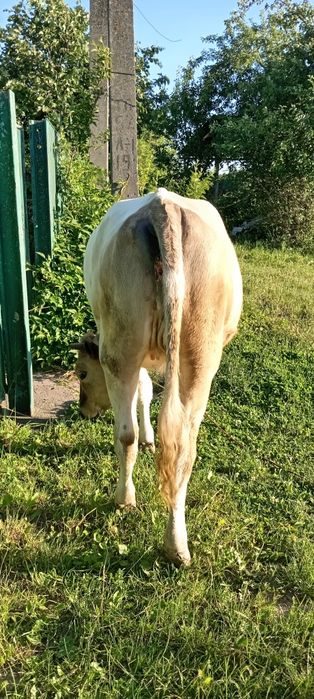 Продам теличку на корову
