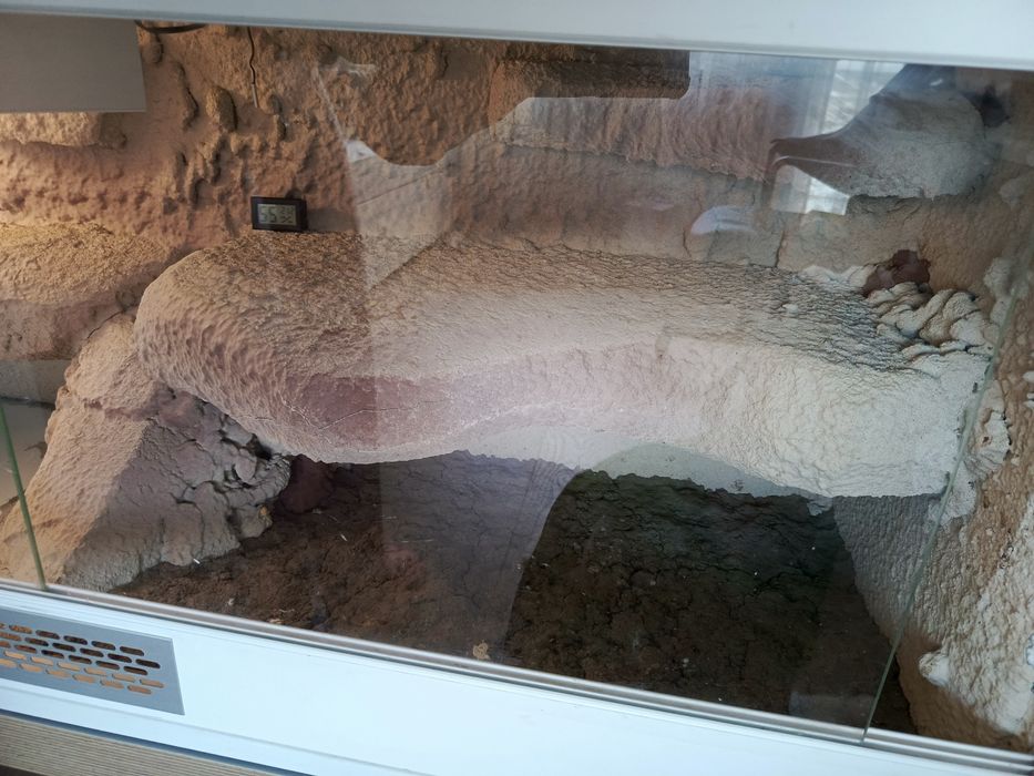 Terrarium gady agama 41cmx120cm 60 cm wys