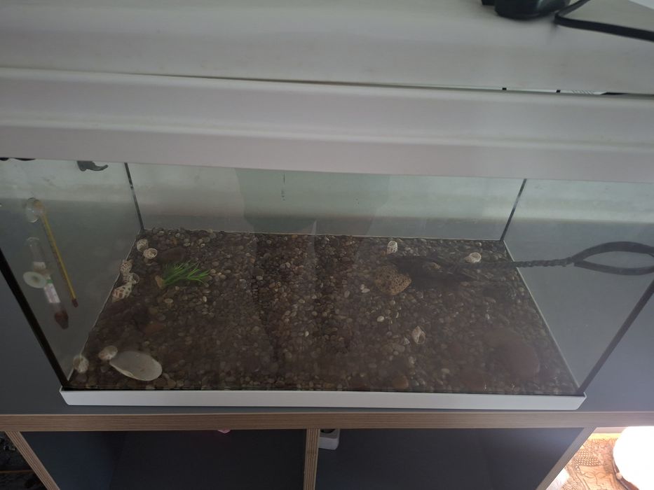 Aquário completo 60 litros